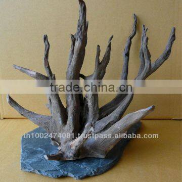 Natural roots for aquarium