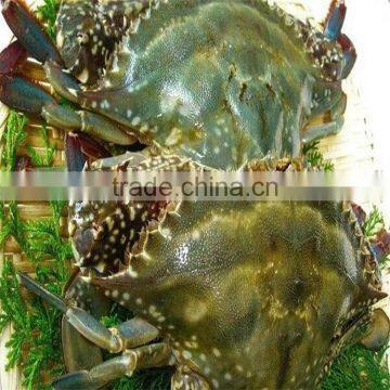 frozen blue swimming crab with various sizes