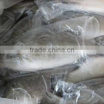 Haccp fish of Asian Sea Bass