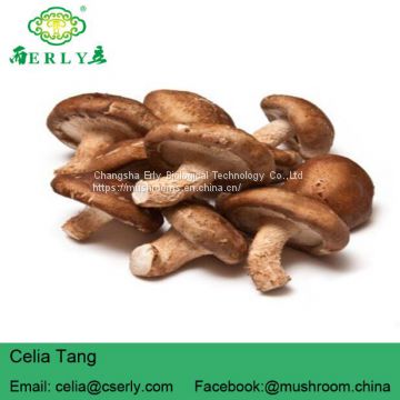 Shiitake Mushroom