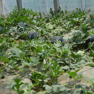 Wholesale Hybrid Watermelon Seeds for Sale photo-4