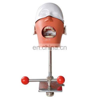 Best Quality Bench Mounted Phantom Head Model Simple Manikin Kit for Dentist Education