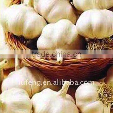 Chinese White Garlic