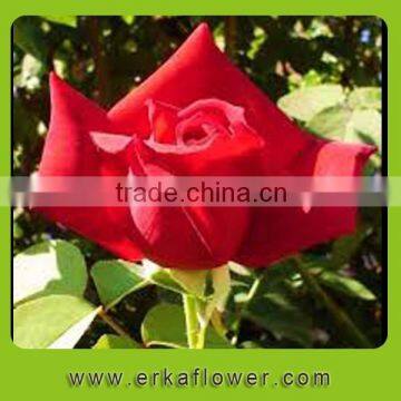 Reasonable price two heads autumn stem fresh rose