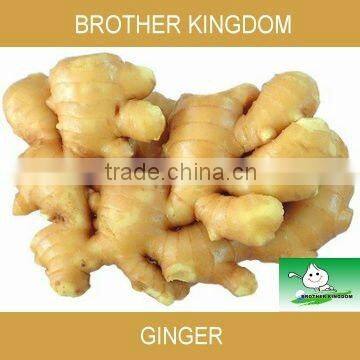 best quality chinese fresh ginger 150g up