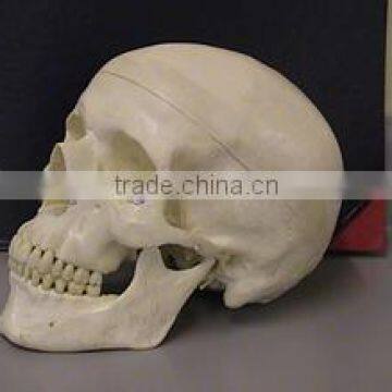 2015 life-size PU Polyurethane foam human skull