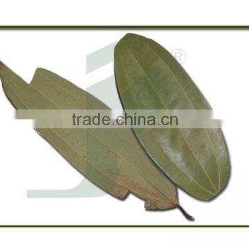 CINNAMOMUM TAMALA