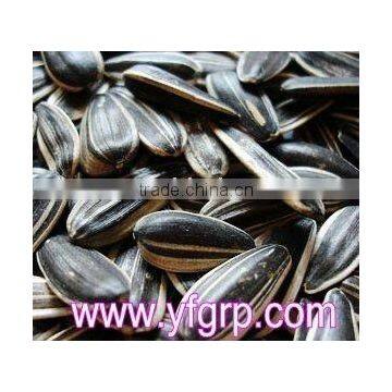 Chinese bird striped Black Striped Sunflower Seeds