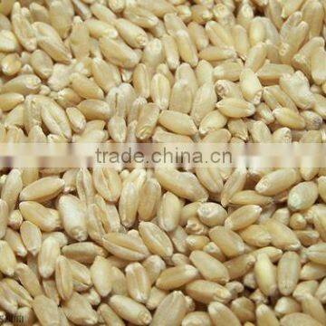 Whole Wheat grains