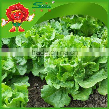 Premium quality lettuce romaine lettuce ice lettuce