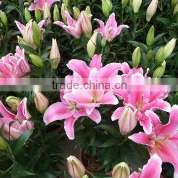 fresh cut pink lilies