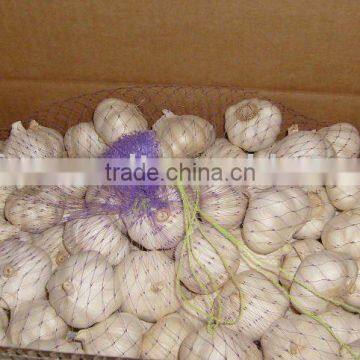 china fresh garlic price