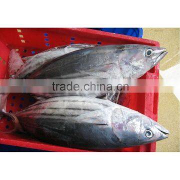 Sea frozen skipjack for canning process