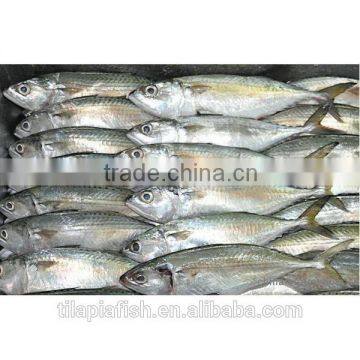 Frozen white mackerel for sale