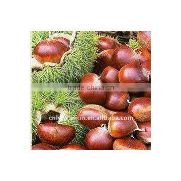 chestnut, fresh chestnut, china chestnut, dandong chestnut, cold stock