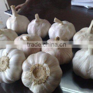 WHITE GARLIC FROM VIETNAM (SKYPE: VISIMEX10) photo-4