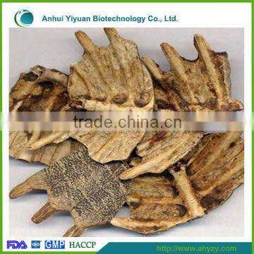 Supply High Quality Turtle Shell (Bie jia)