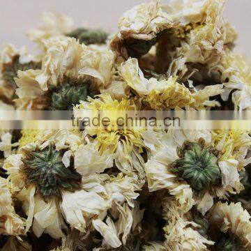 2015yr Huangshan Tribute Chrysanthemum