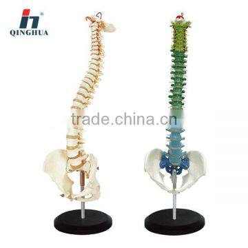 Human Vertebral Column and Pelvis Model