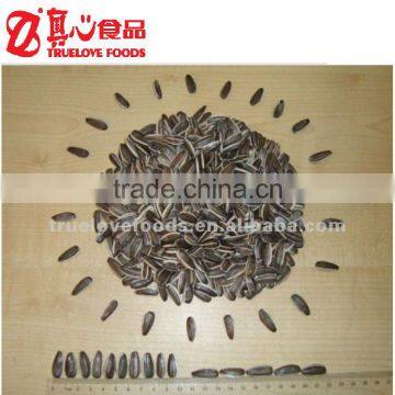 raw Striped sunflower seeds 5009