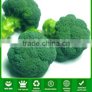 JBR01 resistance to high temperature broccoli seeds f1