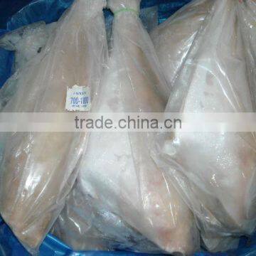 Frozen Leather Jacket Fish Whole Round photo-3