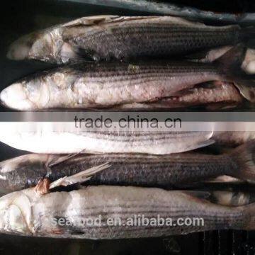 Wild Frozen Grey Mullet wr Roe off New Catch photo-2