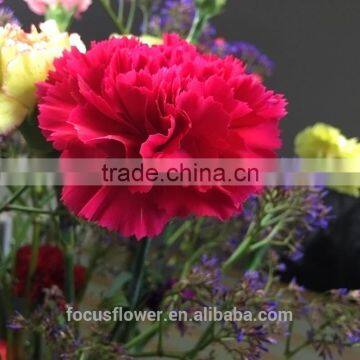 factory price supply carnation petals Fresh Cut Flowers Processing Type