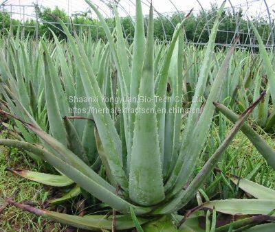 Aloe emodin, Aloeemodin 98% HPLC, CAS No.: 481-72-1, 1,8-Dihydroxy-3-(hydroxymethyl)anthraquinone