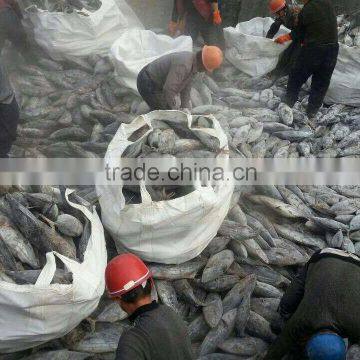 Skipjack Tuna Big Size