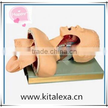 High selling supply of advanced human tracheal intubation training model