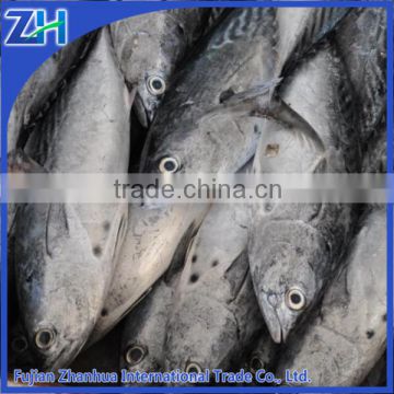 frozen bonito fish for sale factory price, chinese supplier fishery