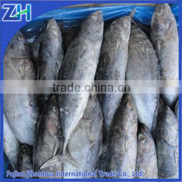 whole round frozen bonito fish in fish