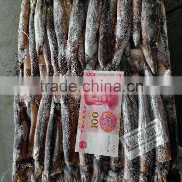 frozen illex squid whole round, illex squid for tuba feeding, squid for bait purpose