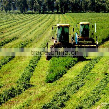 alfalfa seeds