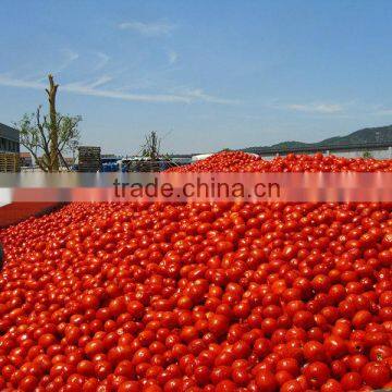 manufacturer top quality tomato paste sauce 850g normal easy open factory double concentrated