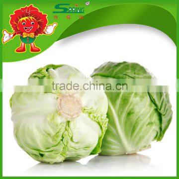 farm selling Chinese green cabbage green cabbage frozen cabbage