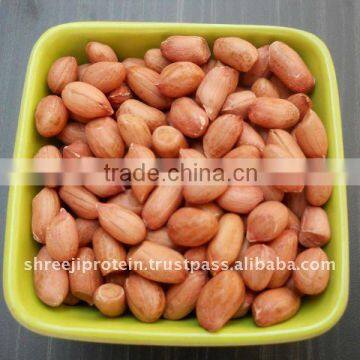GROUNDNUT BOLD