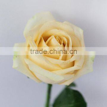 Hot sale fresh cut natural rose flowers from plants base