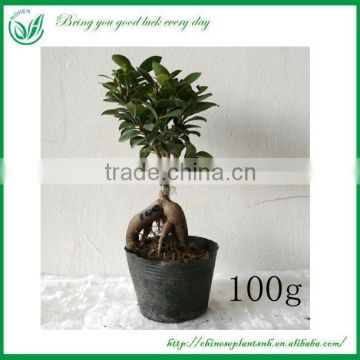 Home Decoration Bonsai Ficus Ginseng