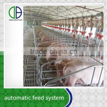 Automatic pig feeding system save time and labor for pig farm