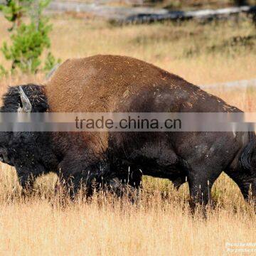Yellowstone National Park Photo Frame photo-3