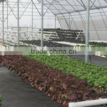 Agricultural Greenhouse Hydroponic Greenhouse for Lettuce