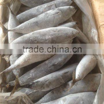 Sea Frozen Bonito Tuna photo-5