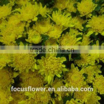 2017 High Quality Yellow Chrysanthemum Single Head Flowers For Sale