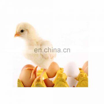 New design mini chicken egg incubator