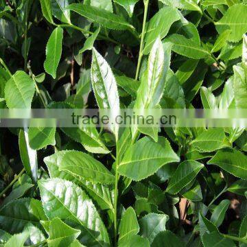 Tieguanyin,Chinese Oolong Tea photo-5