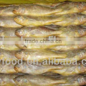 Frozen Little Yellow Croaker Fish