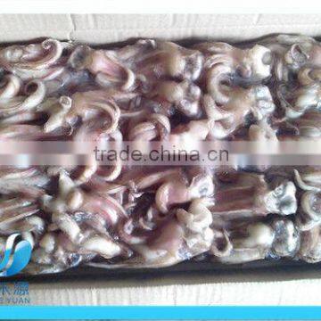 frozen fresh and cheap squid tentacles