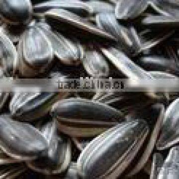 Black and White Chinese Sunflower seeds best price for sale